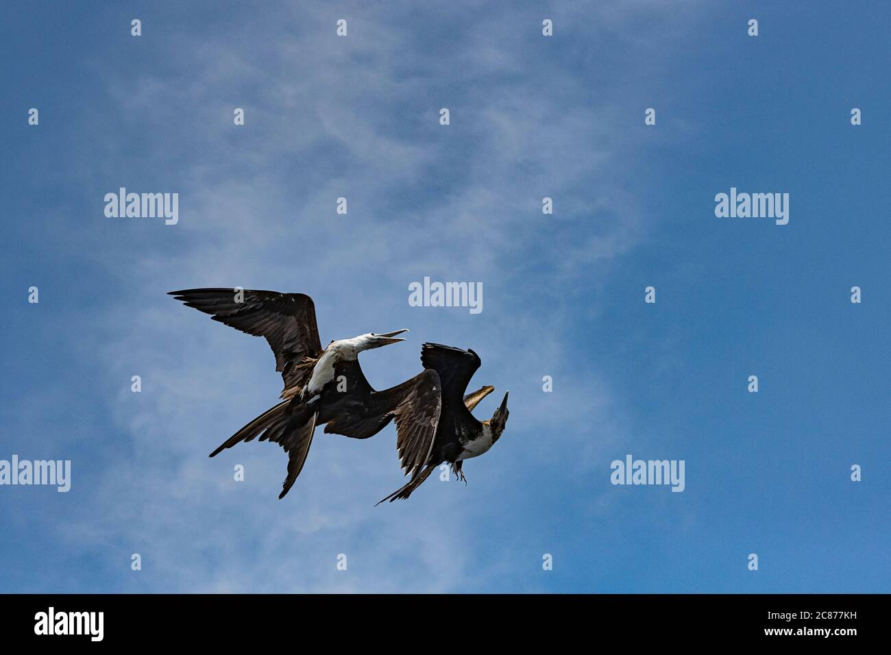 Combate aéreo entre magníficas aves fragatas, Fregata magnificens, juvenil a la izquierda y femenina transicional a la derecha, frente al sur de Costa Rica Foto de stock