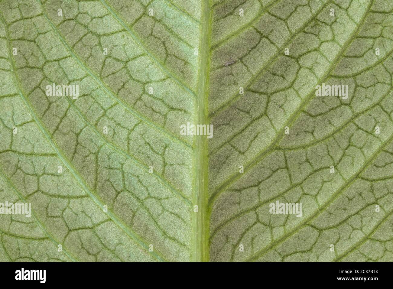 Imagen muy detallada de la textura de la hoja verde, fondo Foto de stock