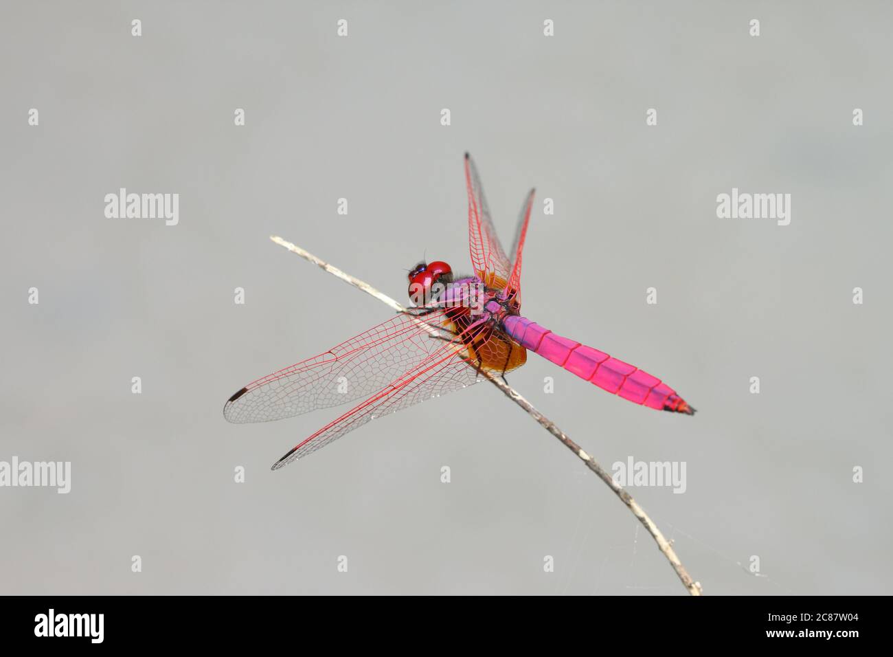 Planeador de pantano Crimson (Trimemis aurora) (adulto masculino). Hermosa libélula nativa del subcontinente indio y el sudeste asiático. Foto de stock