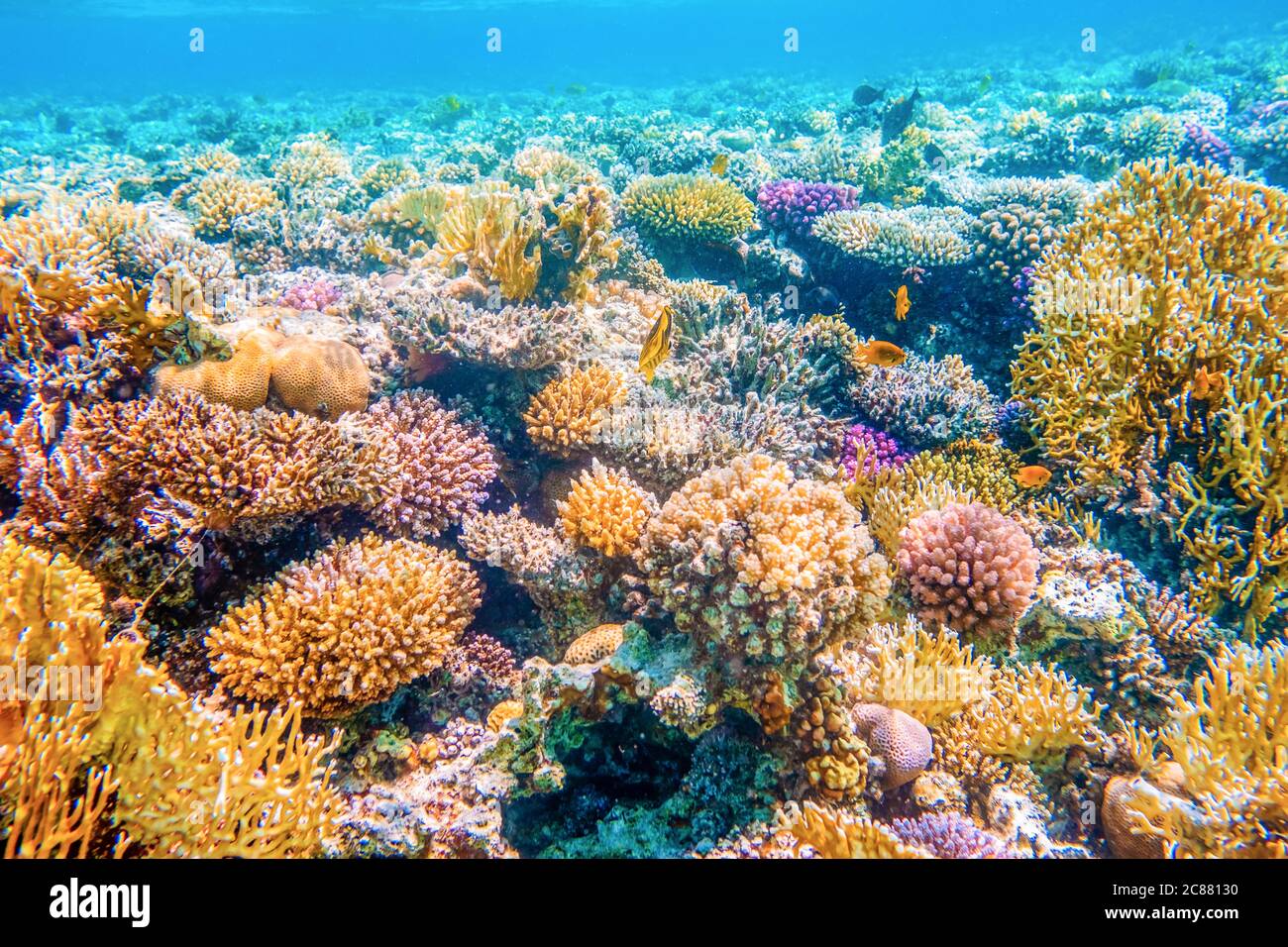Hermosa vista submarina con peces tropicales y arrecifes de coral Foto de stock