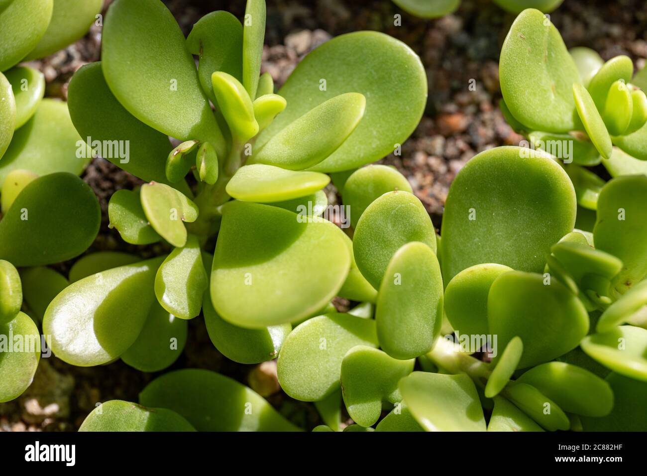 Cierre de Kleinia petraea, coloquialmente conocido como jade arrastrado, jade arrastrado o jade llorón Foto de stock