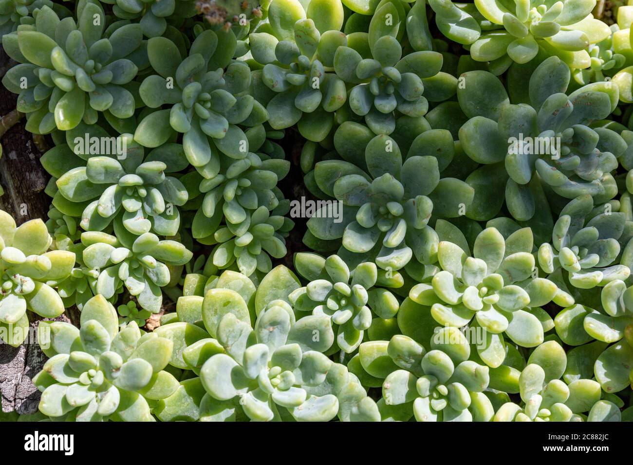 Sedum clavatum, una planta suculenta que crece en rosetas compactas Foto de stock
