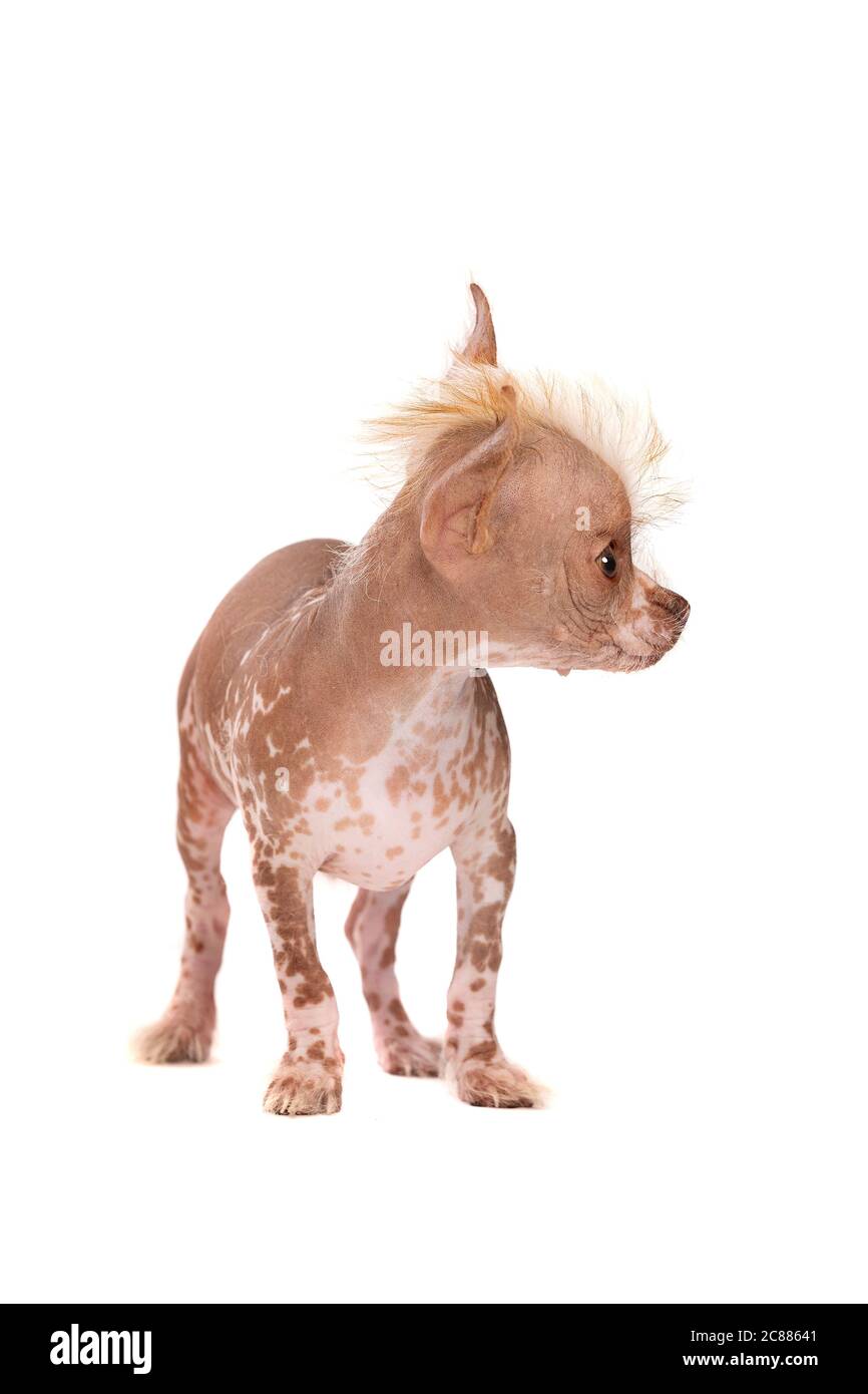 Perro sin pelo chino fotografías e imágenes de alta resolución - Alamy