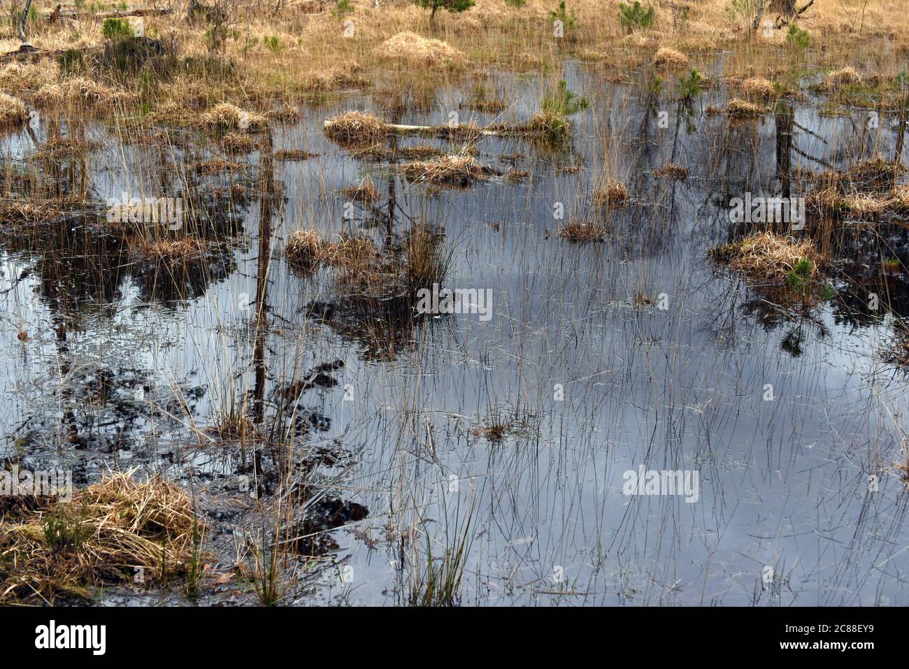 Los árboles se reflejaban en el agua en las crestas de Chobham en Camberley, después de la reciente lluvia en Surrey Foto de stock