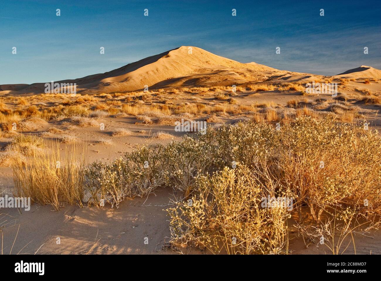 Apache Plume (Fallugia paradojas) arbusto, Kelso Dunes al amanecer, Mojave National Preserve, California, EE.UU Foto de stock