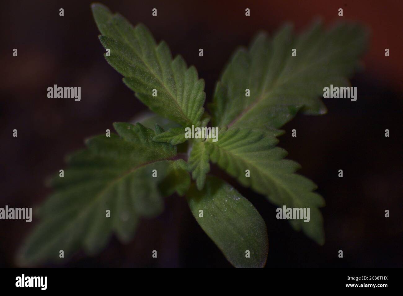 planta de cannabis, planta de bebé Foto de stock