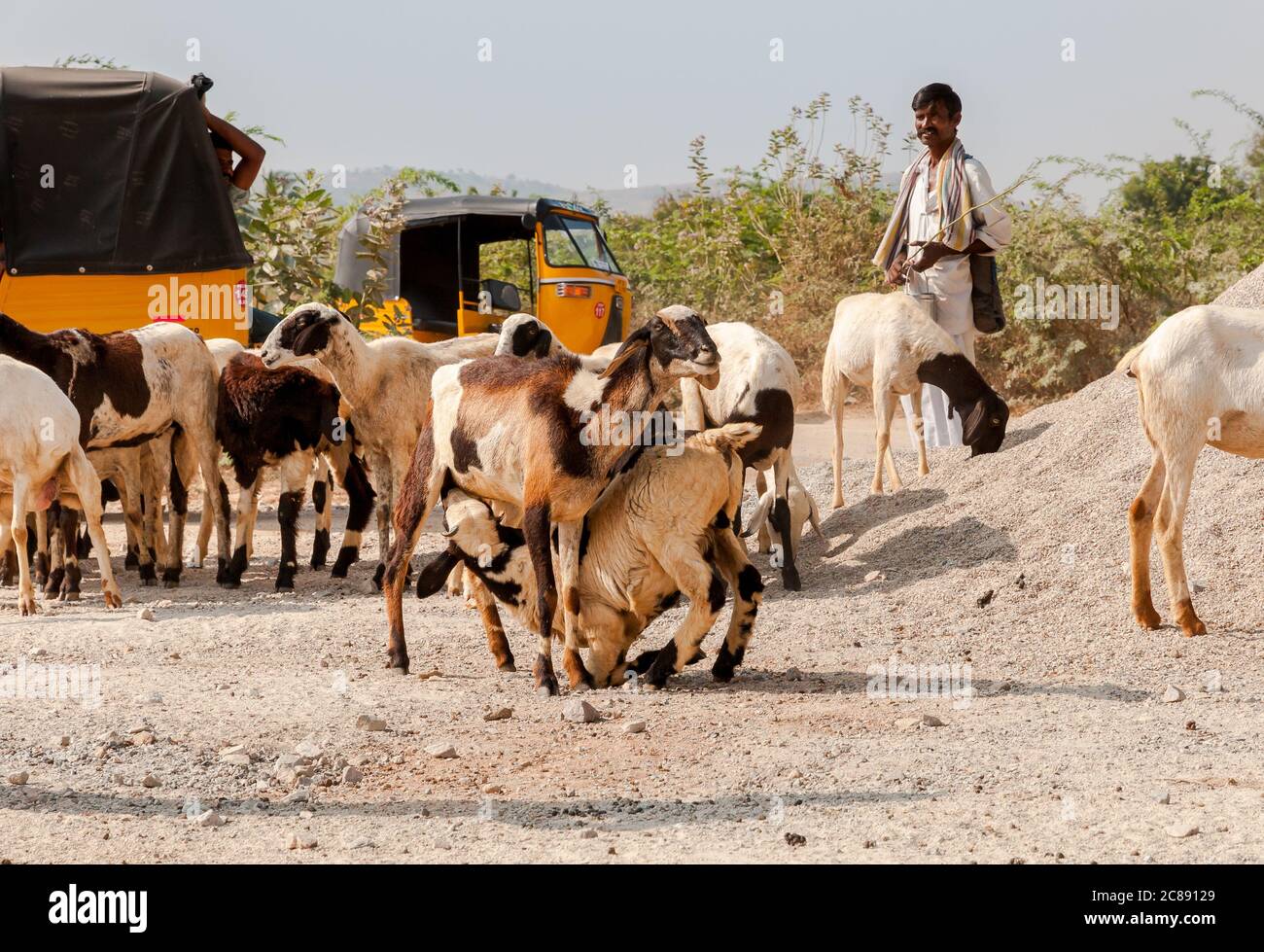 Puttaparthi, Andhra Pradesh, India - 15 de enero de 2013: Un hombre indio está pastando rebaños de ovejas en Puttaparthi, India Foto de stock