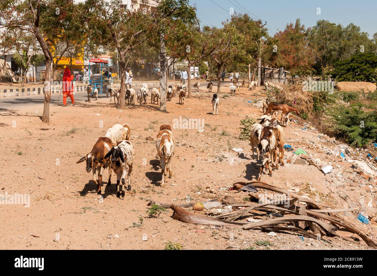 Puttaparthi, Andhra Pradesh, India - 15 de enero de 2013: Rebaño de ovejas en el camino de Puttaparthi, India Foto de stock