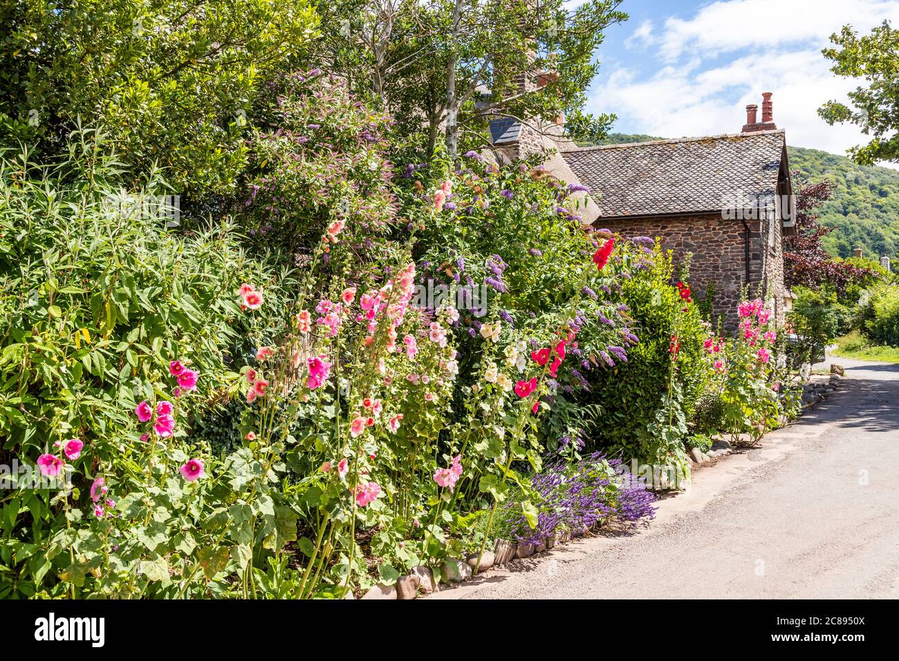 Hollyhocks floreciendo al lado de un carril en el Parque Nacional Exmoor en el pueblo de Bossington, Somerset, Reino Unido Foto de stock