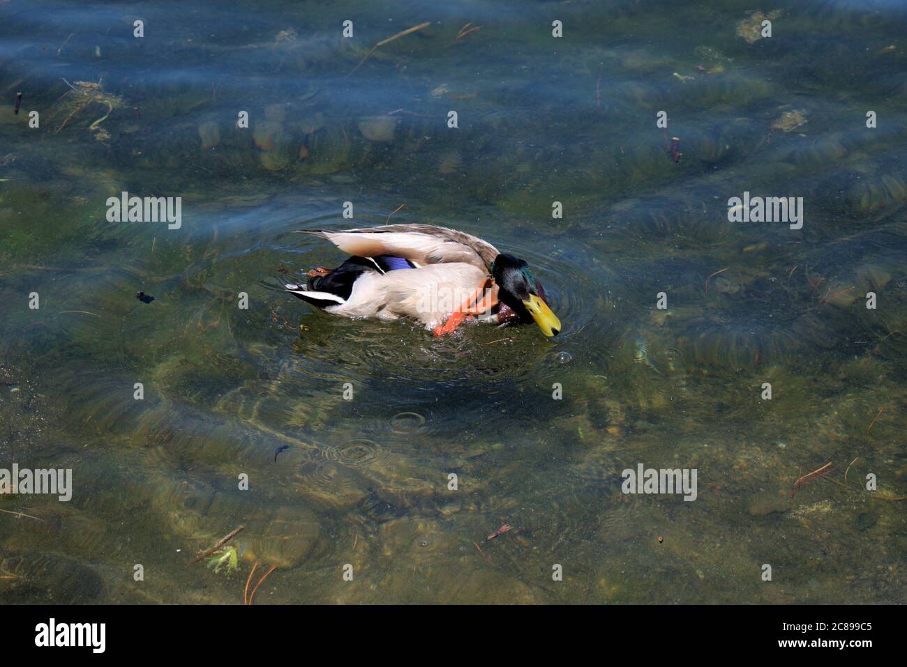 Pato en el lago de Saint Moritz Foto de stock