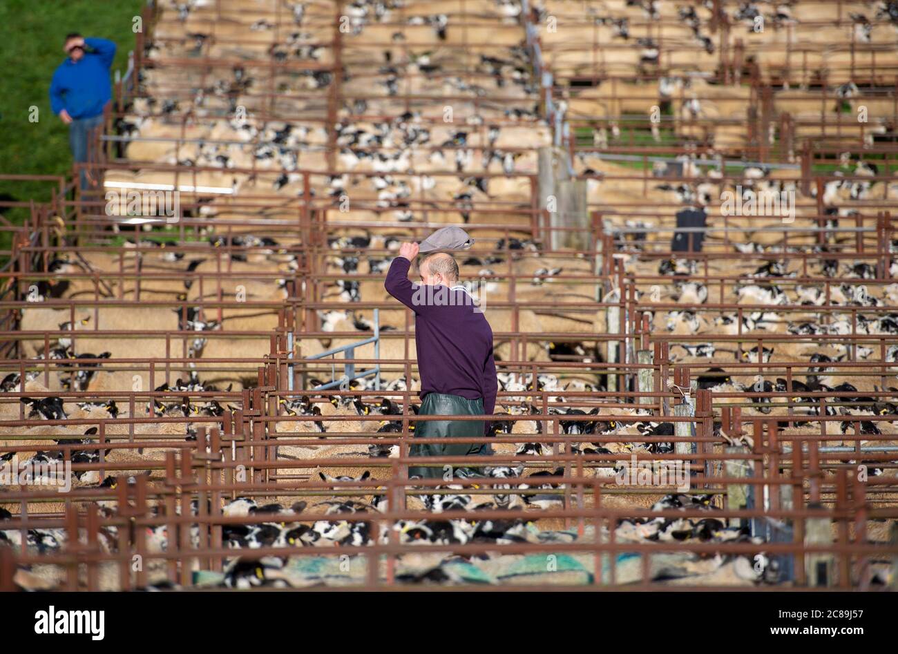 Venta de ovejas de mula, mercado de Subastas de ganado Lazonby, Lazonby, Cumbria. Foto de stock