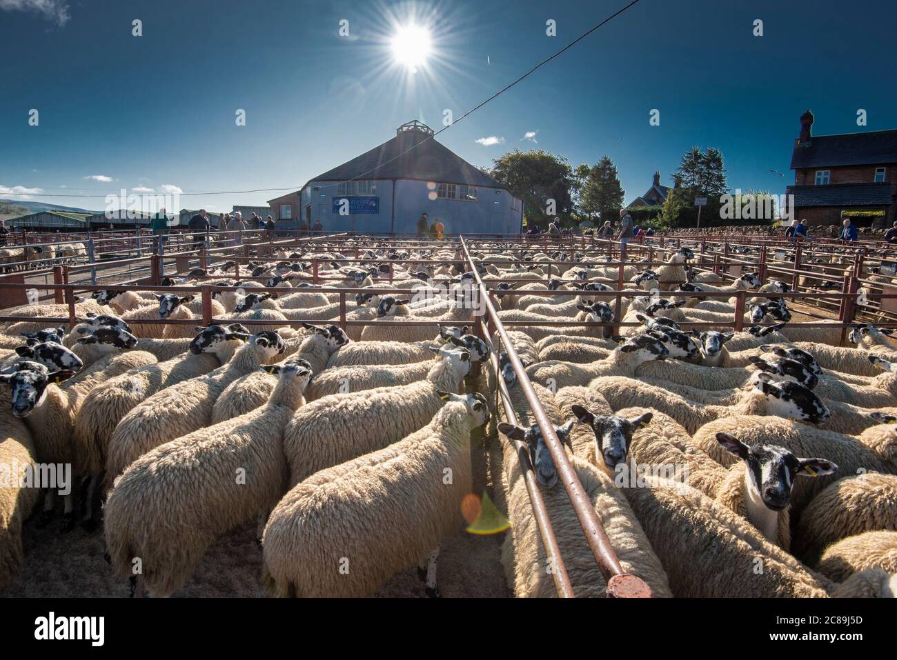 Venta de ovejas de mula, mercado de Subastas de ganado Lazonby, Lazonby, Cumbria. Foto de stock