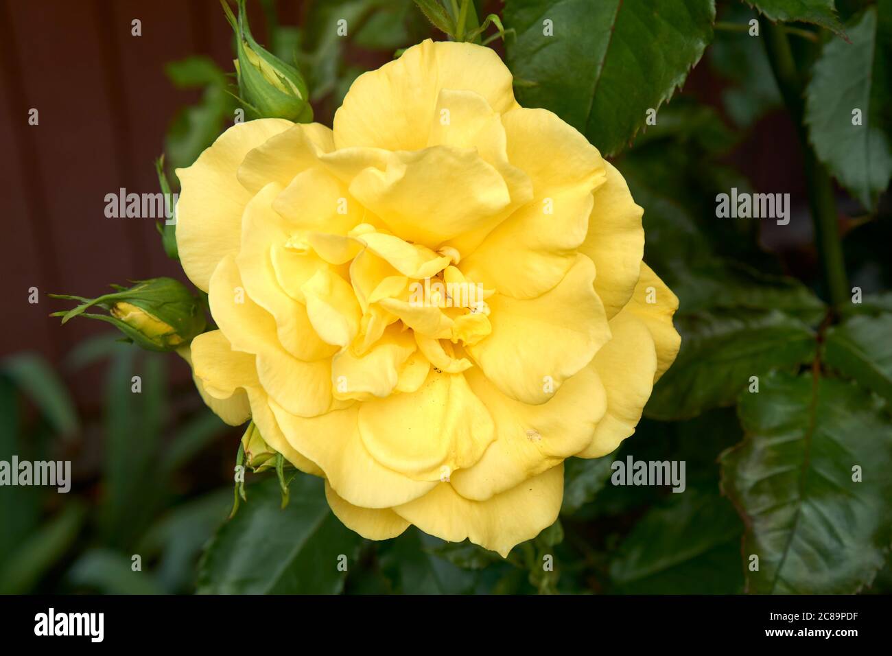 Primer plano de una gran rosa amarilla floreciendo en verano Foto de stock