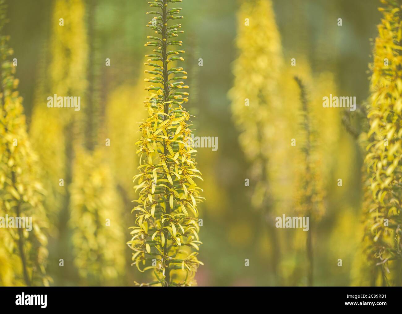 Golden Rod, Dicotyledon, creciendo al aire libre. Foto de stock