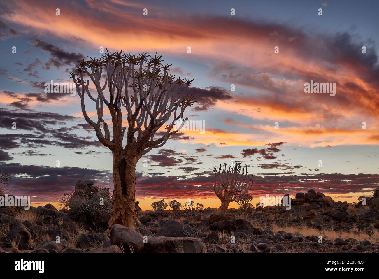 Puesta de sol en el carcaj de bosque de árboles, Aloe dichotoma, Granja Garas, sitio fósil Mesosaurus, Keetmanshoop, Namibia, África Foto de stock