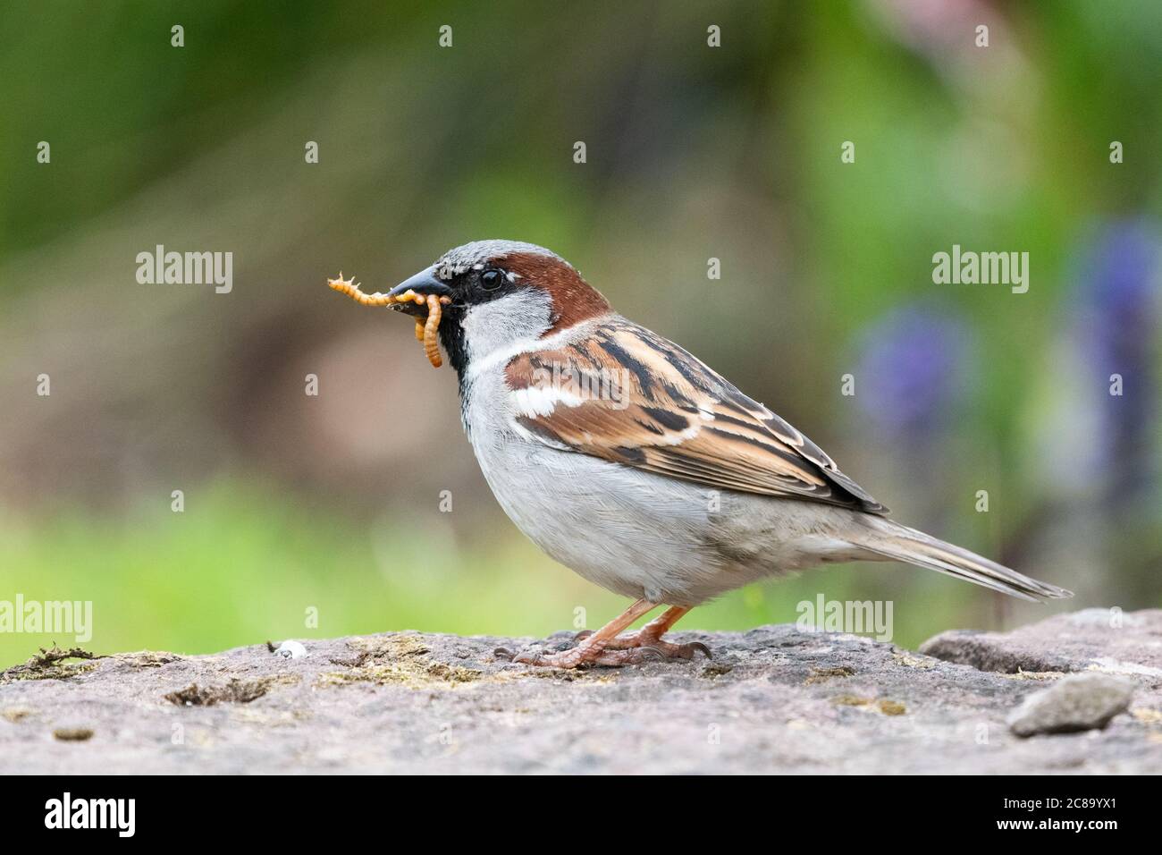 House Sparrow (macho) (Passer domesticus) con gusanos vivos de la comida en su pico - Escocia, Reino Unido Foto de stock