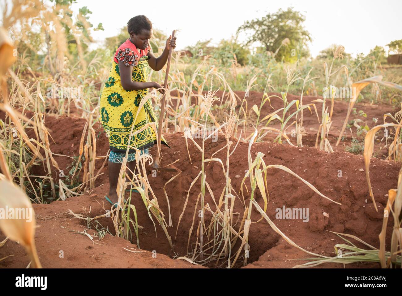 Los agricultores de África usan Zaï Pits y montículos como los que ven aquí para dirigir y canalizar el agua hacia los pozos zai ricos en compost y nutrientes. Foto de stock