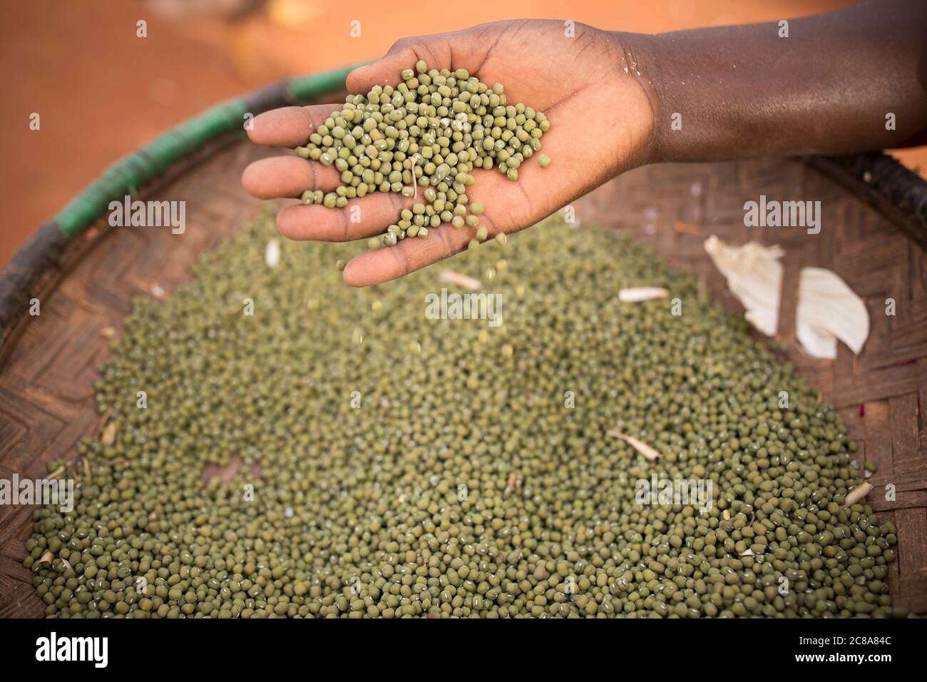 Una mujer tiene un puñado de frijoles mung (también conocido como gramo verde) en el condado de Makueni, Kenia, África Oriental. Foto de stock