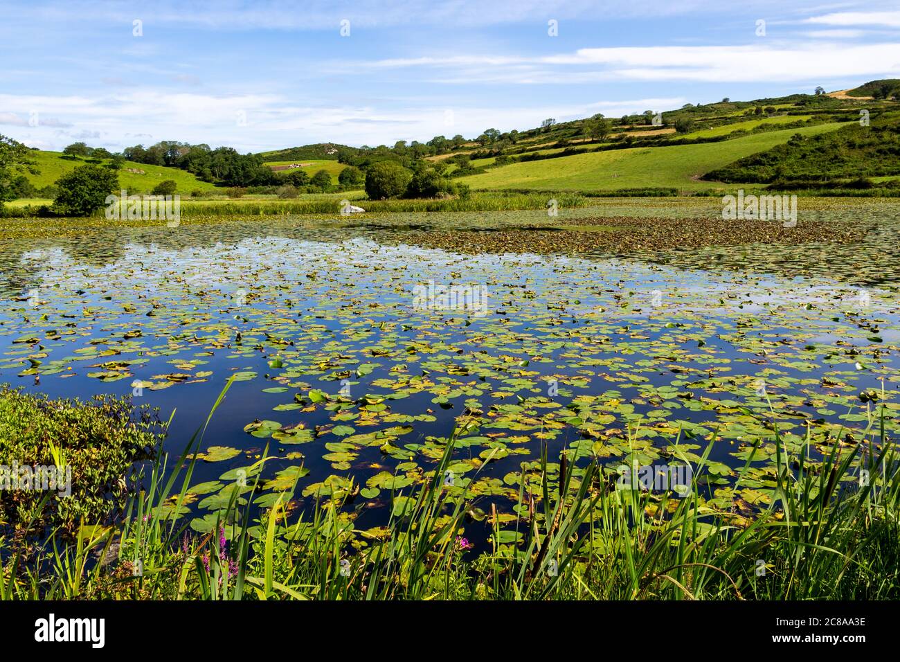 Lago o estanque cubierto en Lily Pads rural Irlanda Foto de stock