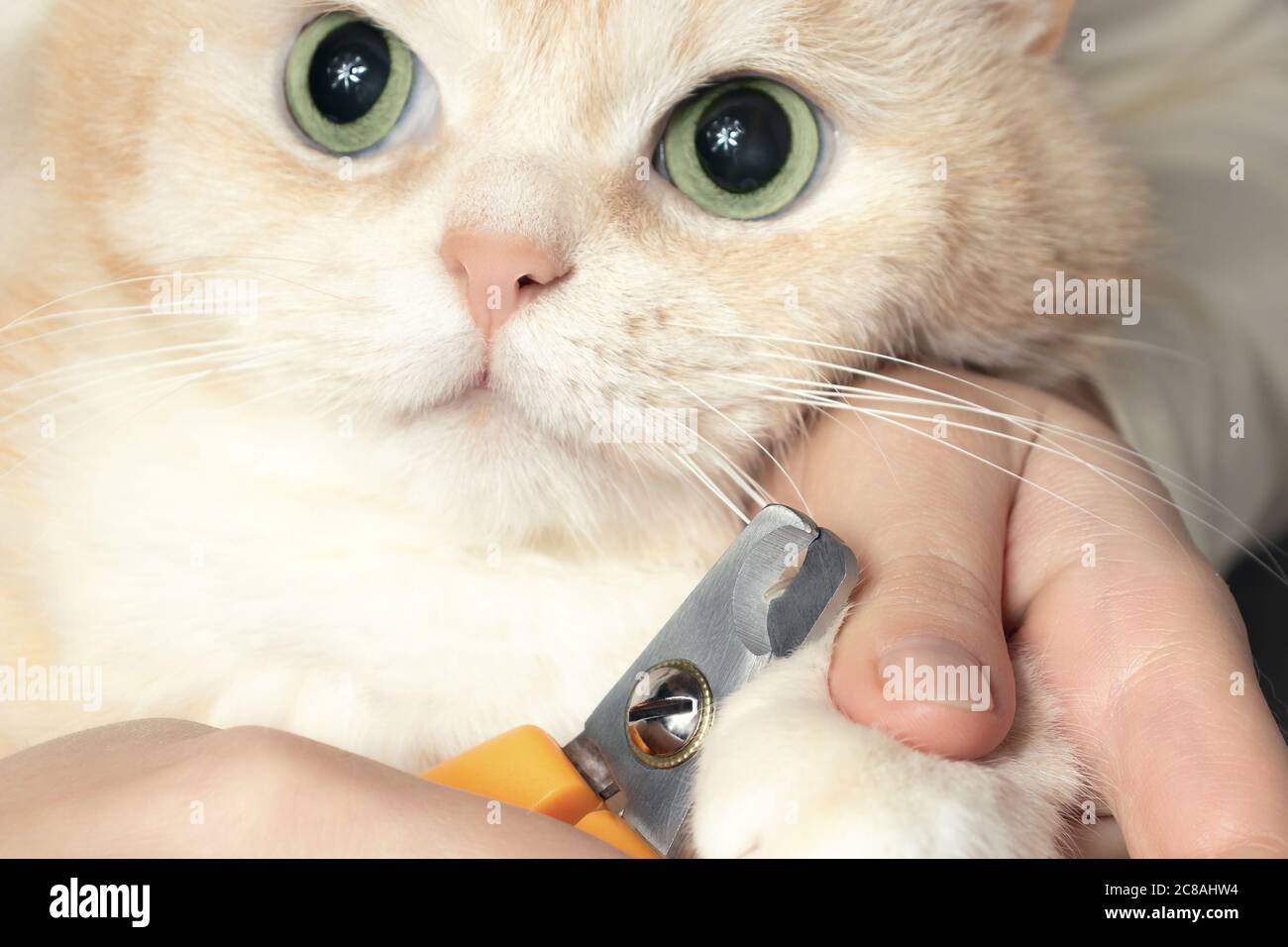 Cortando las garras de un lindo gato británico cremoso. Cuidado de mascotas, concepto de arreglo personal Foto de stock