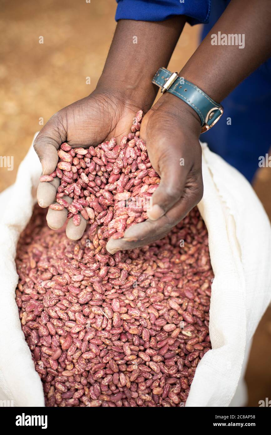 Un comprador de productos básicos recoge un puñado de frijoles en la sede de una cooperativa de agricultores en el distrito de Masaka, Uganda, África Oriental. Foto de stock