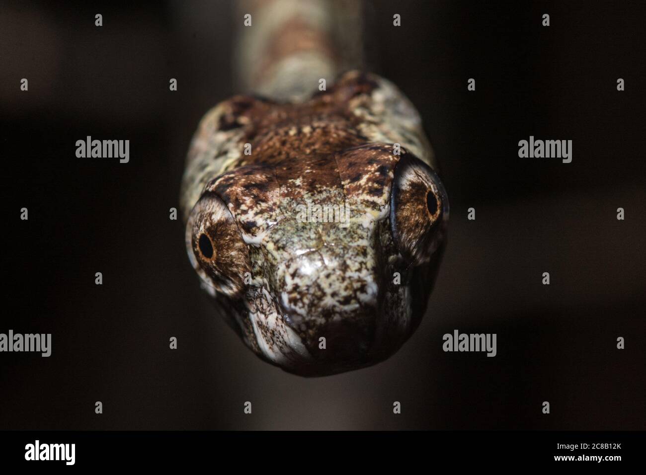 Aplopeltura boa, la serpiente de puta del sudeste asiático. Se encontró que esta serpiente tenía un movimiento de mandíbula aserrada único que le ayuda a extraer caracoles. Foto de stock