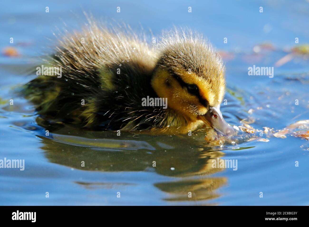 Patos Mallard explorando el río Foto de stock