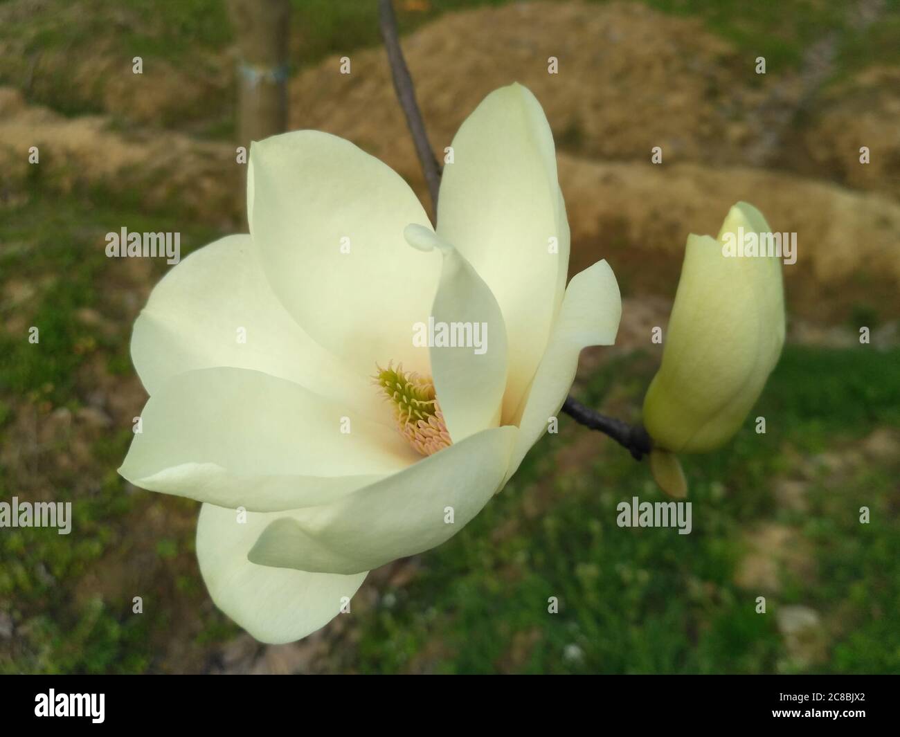 La magnolia blanca florece con un verde amarillo estambre y pistilo en el centro; y había un brote cerca Foto de stock