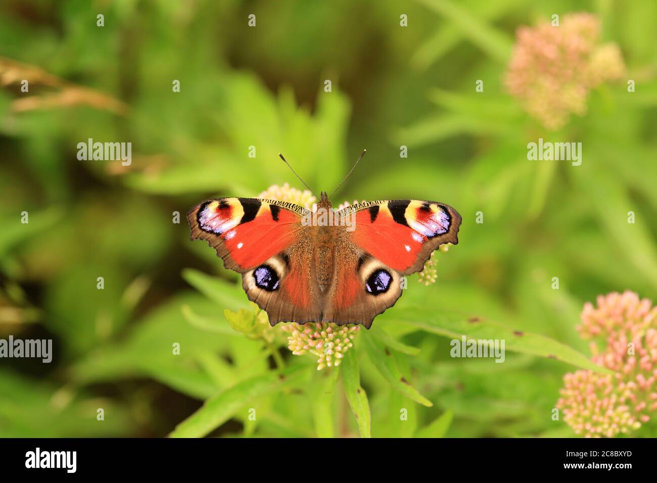 Una mariposa de pavo real (aglais io) en el bosque de Wyre, Worcestershire, Inglaterra, Reino Unido. Foto de stock