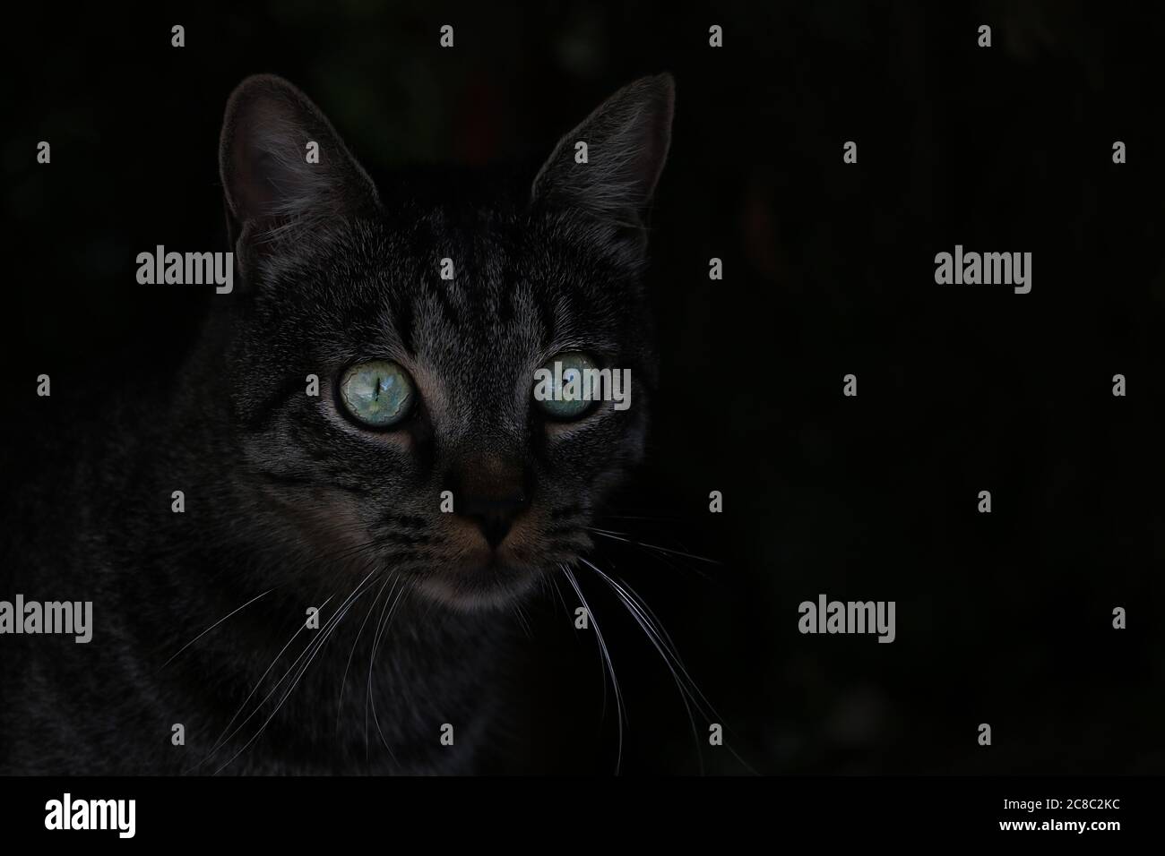 Un hermoso gato oscuro mira de cerca. Grandes ojos verdes Foto de stock