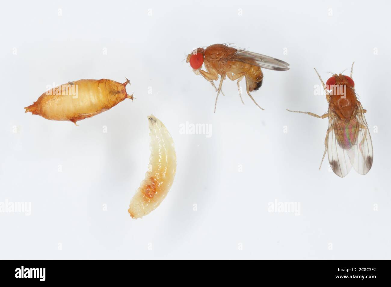 Adultos, larva y pupa de Drosophila suzuki comúnmente llamado el ala