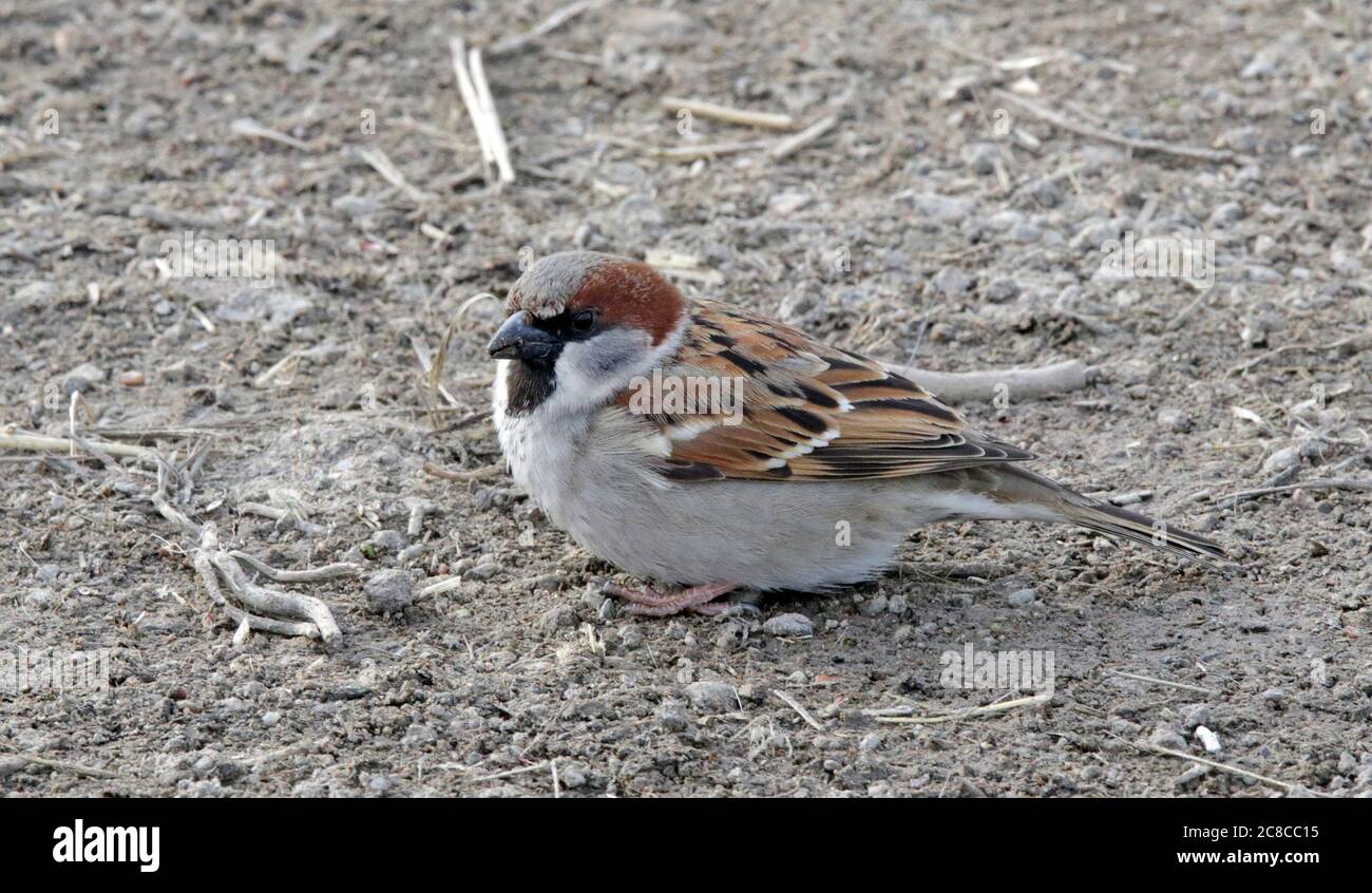 Animales cruzados en pasto