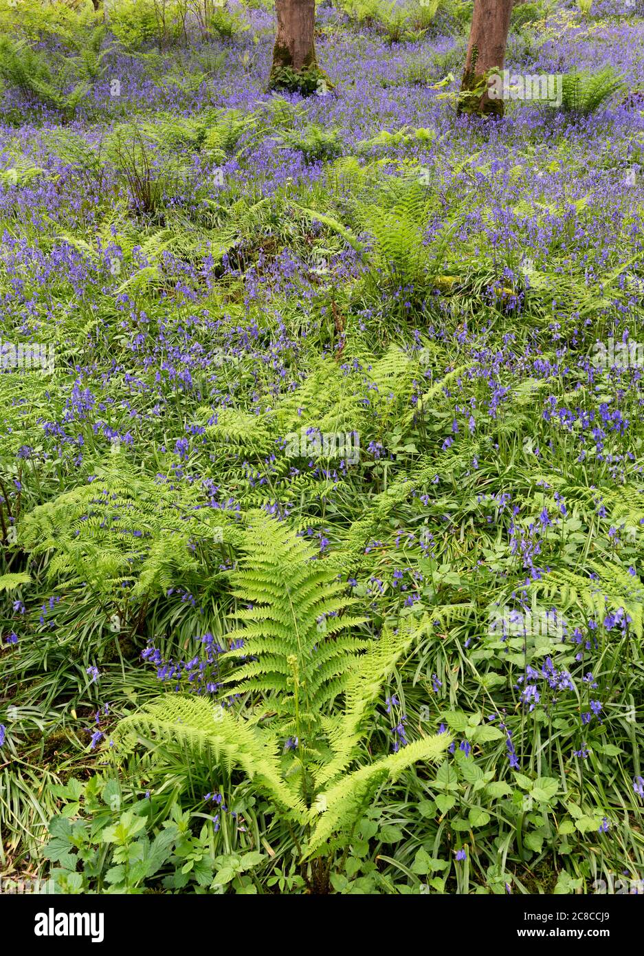 Bluebells en Henlly's Woods, Beaumaris, Anglesey, Gales, Reino Unido Foto de stock