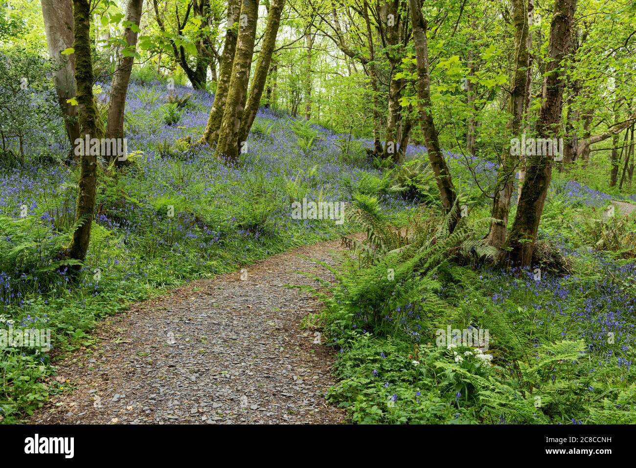 Bluebells en Henlly's Woods, Beaumaris, Anglesey Foto de stock