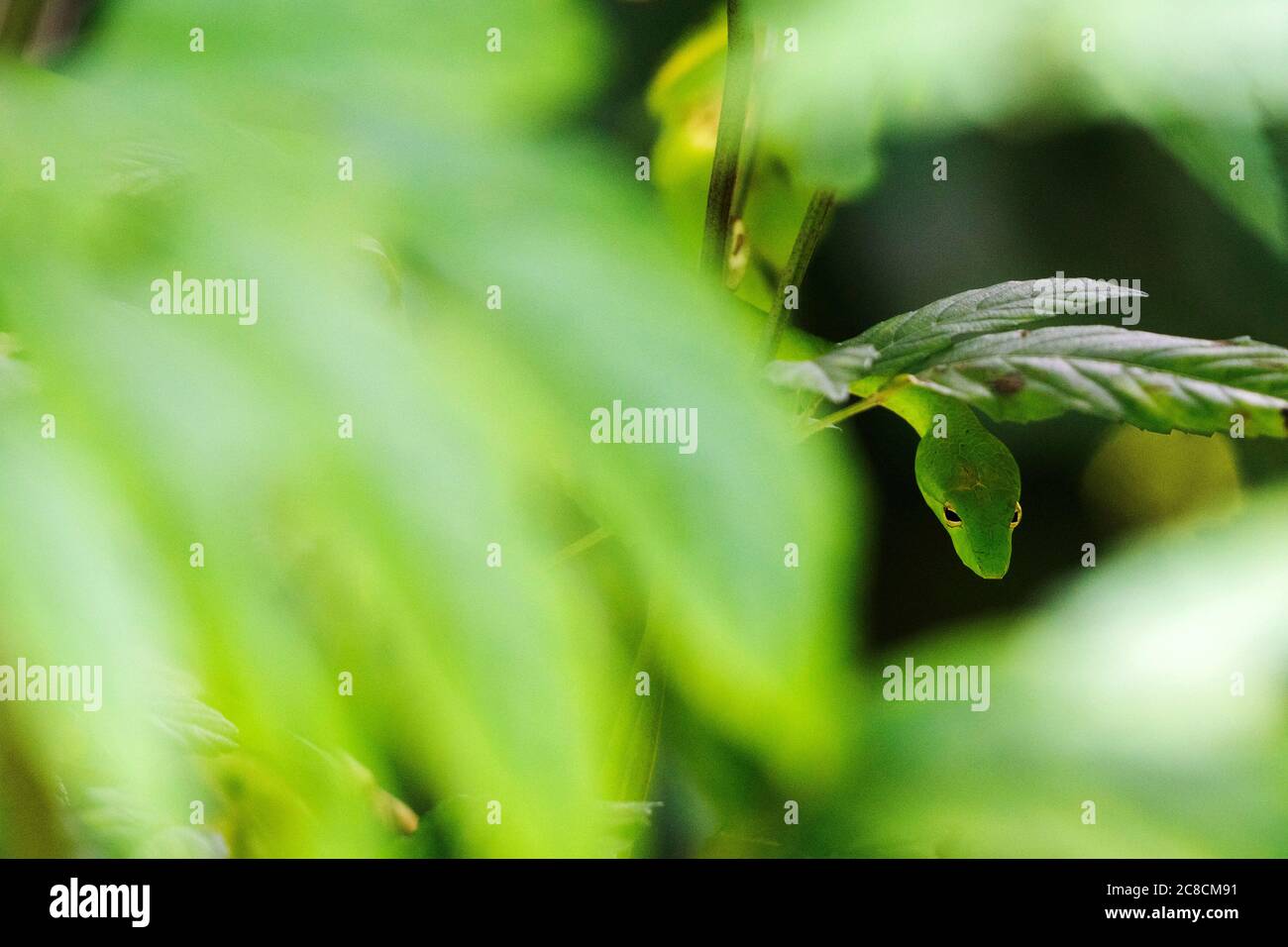 (200723) -- SINGAPUR, 23 de julio de 2020 (Xinhua) -- una serpiente látigo oriental se desliza en el arbusto en el Parque Natural de Windsor en Singapur, el 23 de julio de 2020. (Foto de entonces Chih Wey/Xinhua) Foto de stock