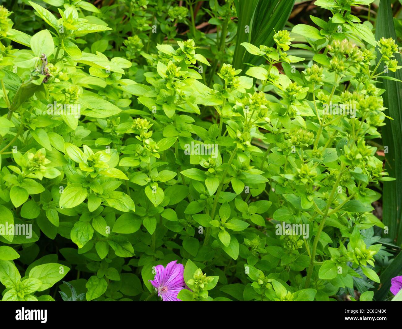 Follaje verde fresco de la hierba culinaria comestible Origanum marjorana, mejorana dulce Foto de stock