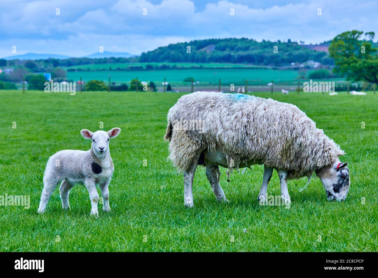 Madre oveja con cordero de primavera en campo verde Foto de stock