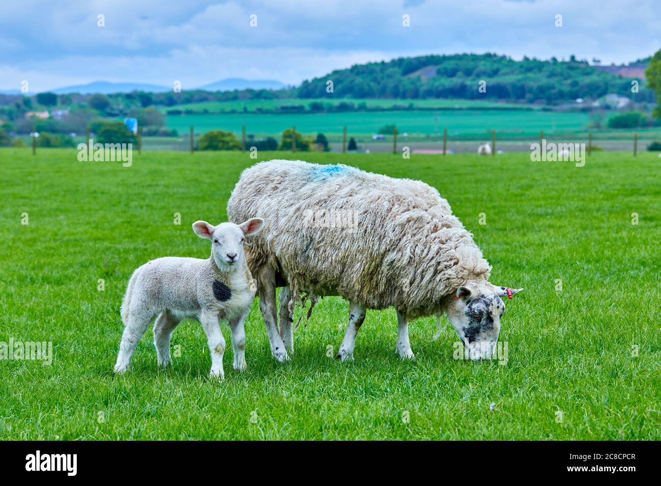 Madre oveja con cordero de primavera en campo verde Foto de stock