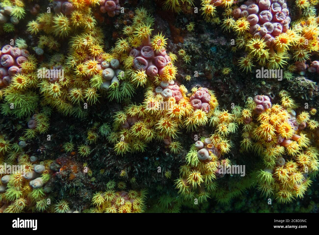Sun Coral (Tubastaea tagusensis), una especie invasora fotografiada en Ilhabela, se Brasil Foto de stock