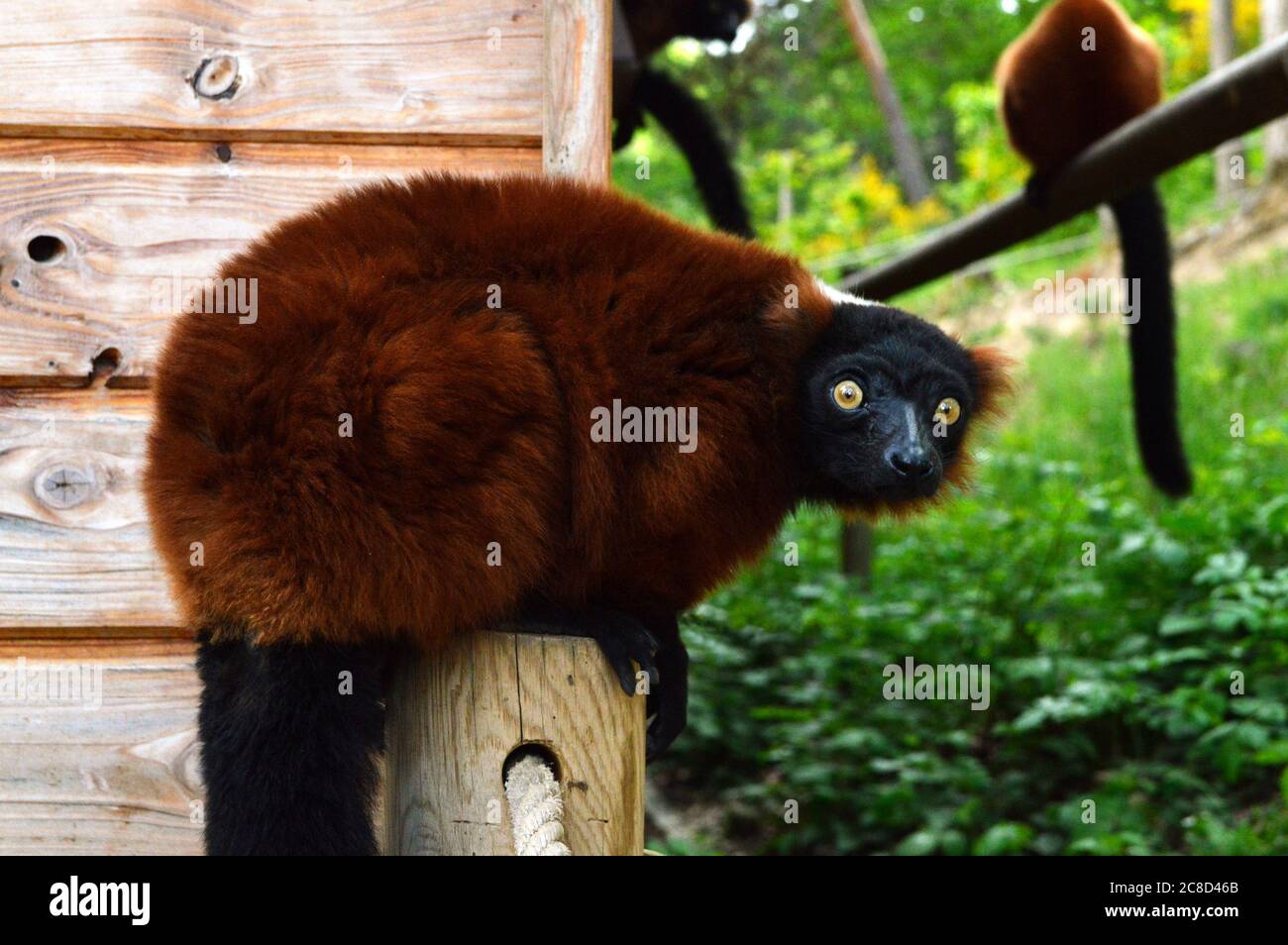 Magnífico lemur rojo con puño, es un mono tipo lemuridae. Esto es animal en peligro. Foto de stock