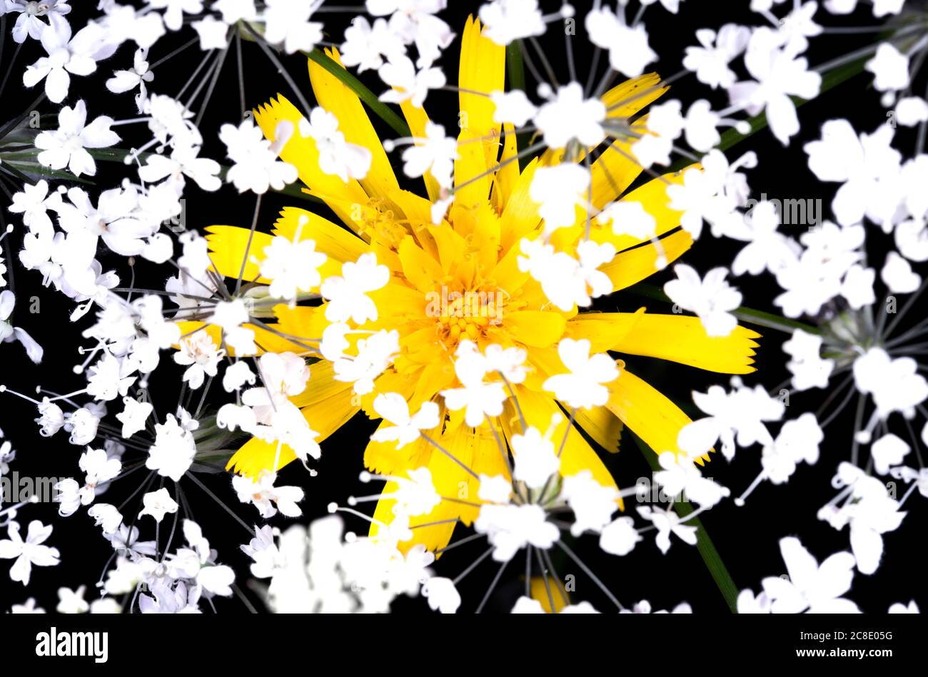 Flor amarilla en medio de flores blancas Foto de stock