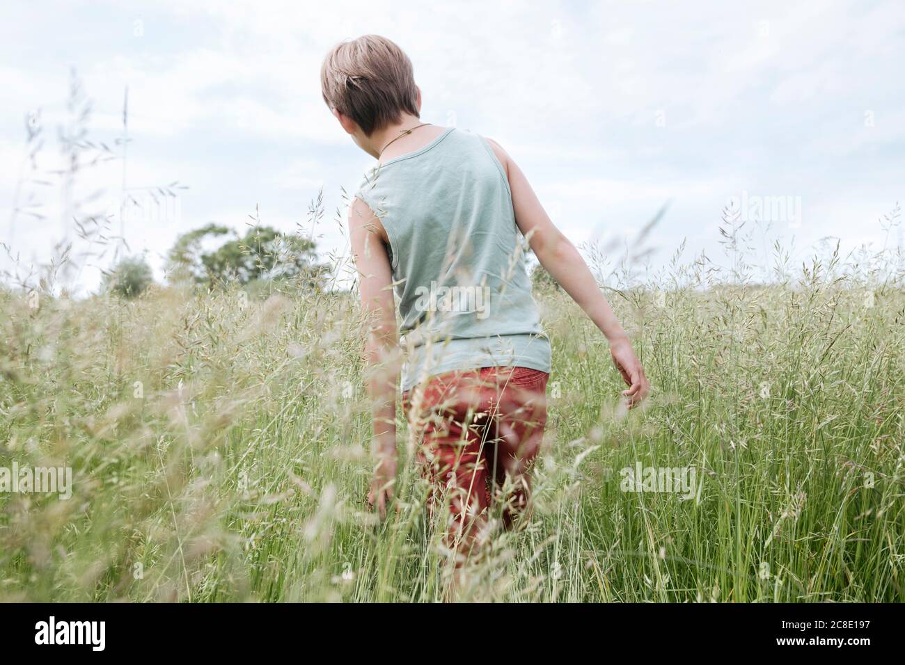 Vista posterior del niño caminando en un campo de avena Foto de stock