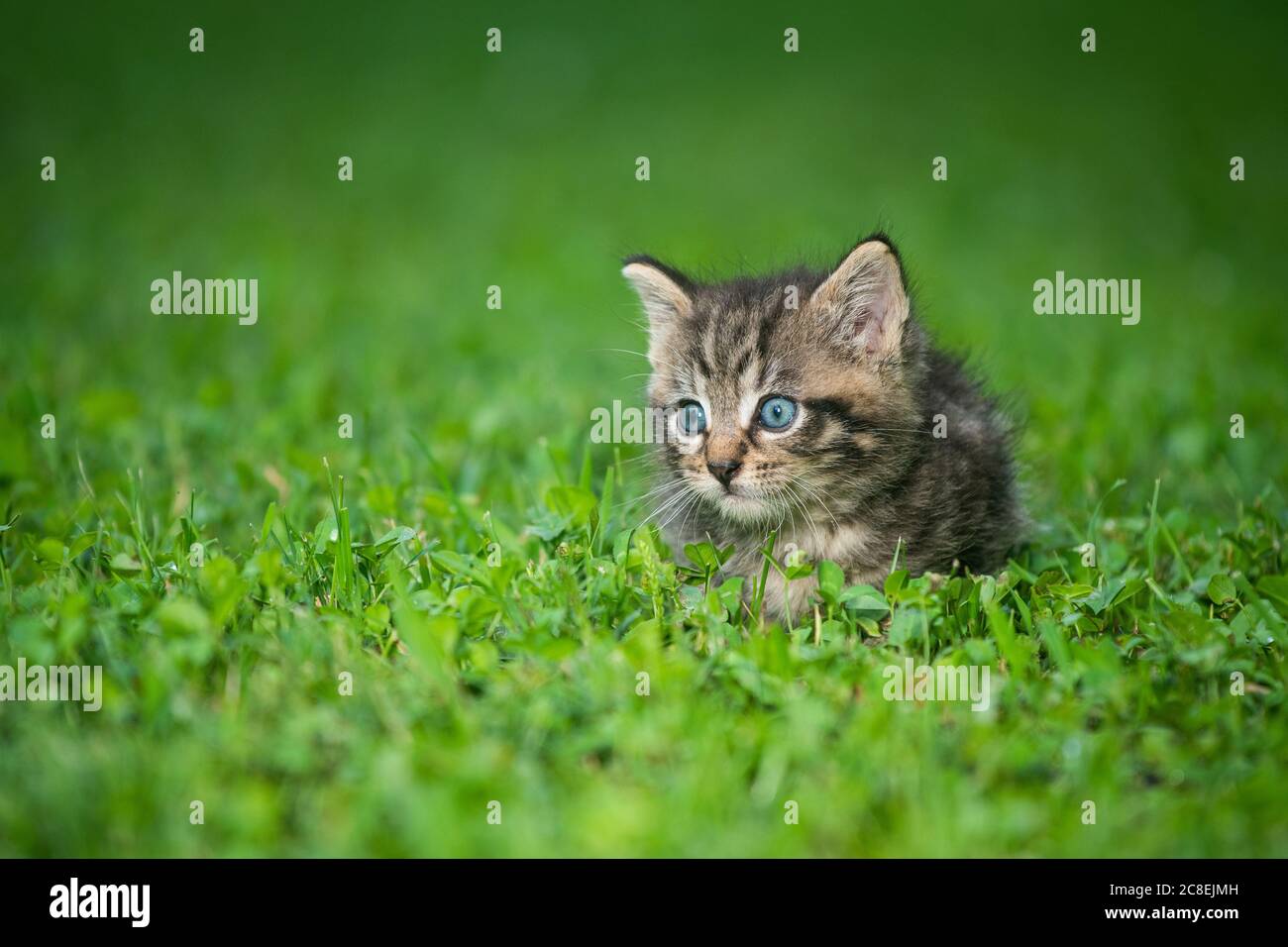 Lindo bebé tabby gatito en la hierba en un día de verano Foto de stock