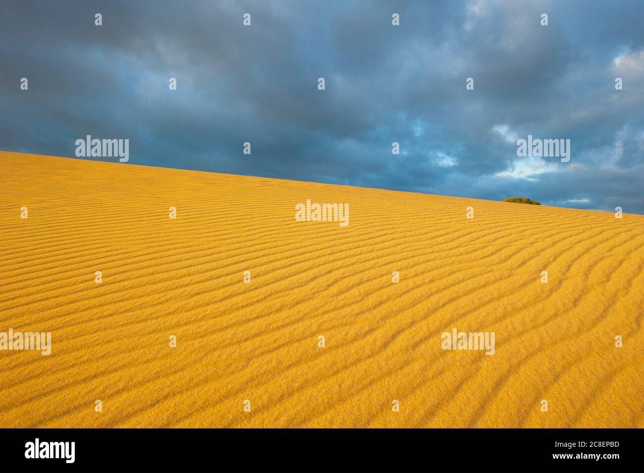 Nubes oscuras de frente de tormenta que se acercan a la duna de arena del desierto en el Outback de Australia, con un patrón de líneas finas y textura como espacio de copia, fondo y backgroun Foto de stock