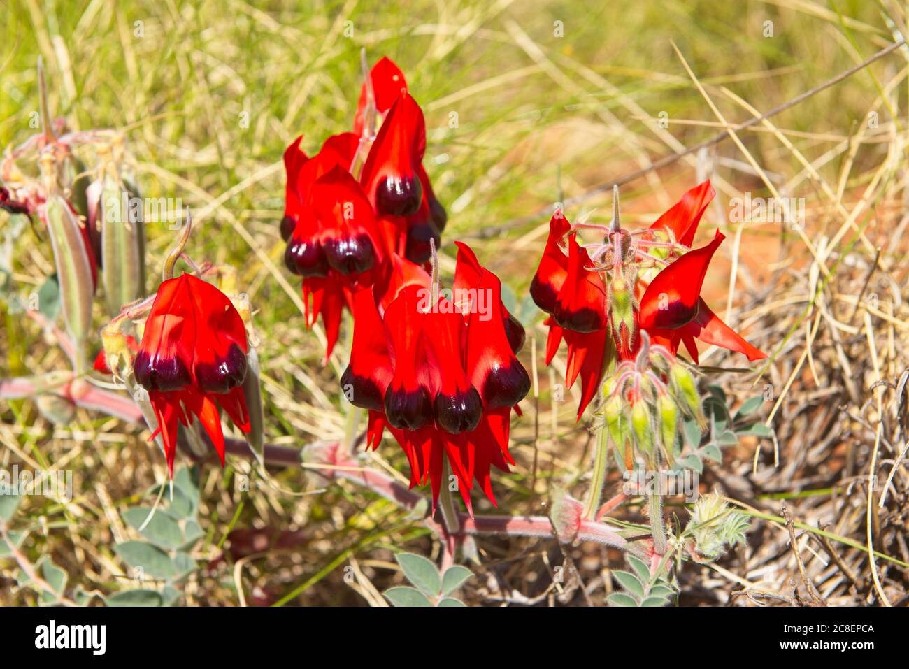 Swainsona formosa o Pea del Desierto de Sturt, emblema de la flor de Australia del Sur, en hábitat natural en el desierto del Outback australiano. Foto de stock