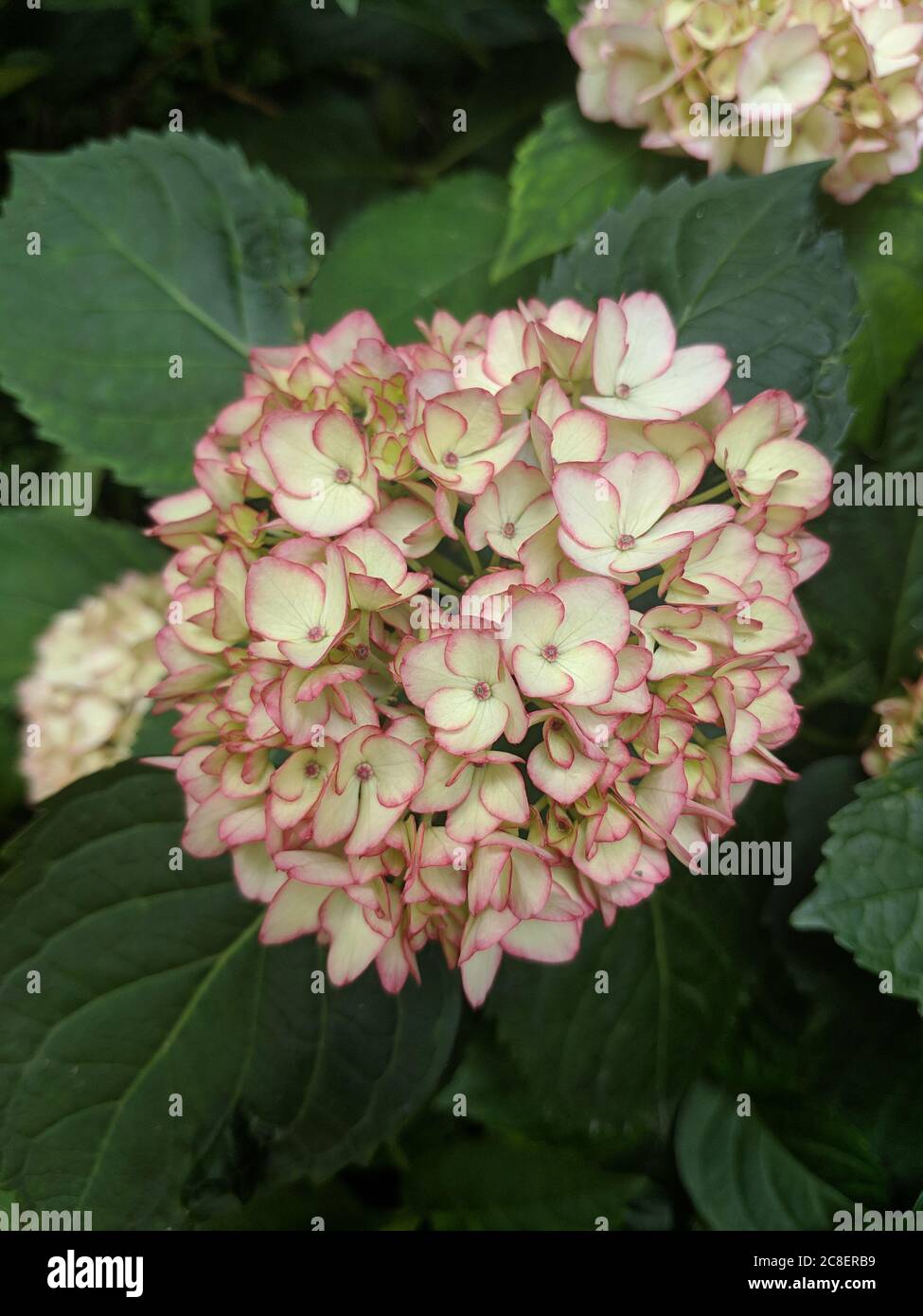 las hortensias rojas florecen en verano Foto de stock