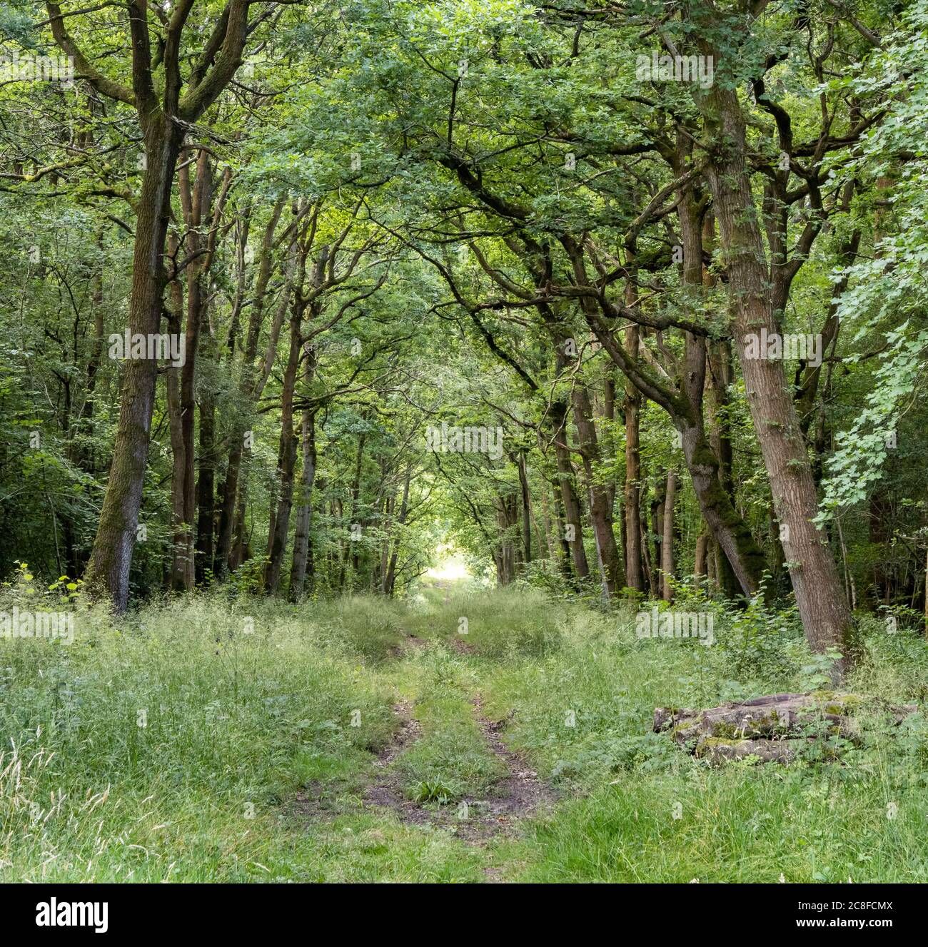 Bosque de roble paseo por la Reserva Natural de Lower Woods en Wickwar Woods en Gloucestershire, Reino Unido Foto de stock