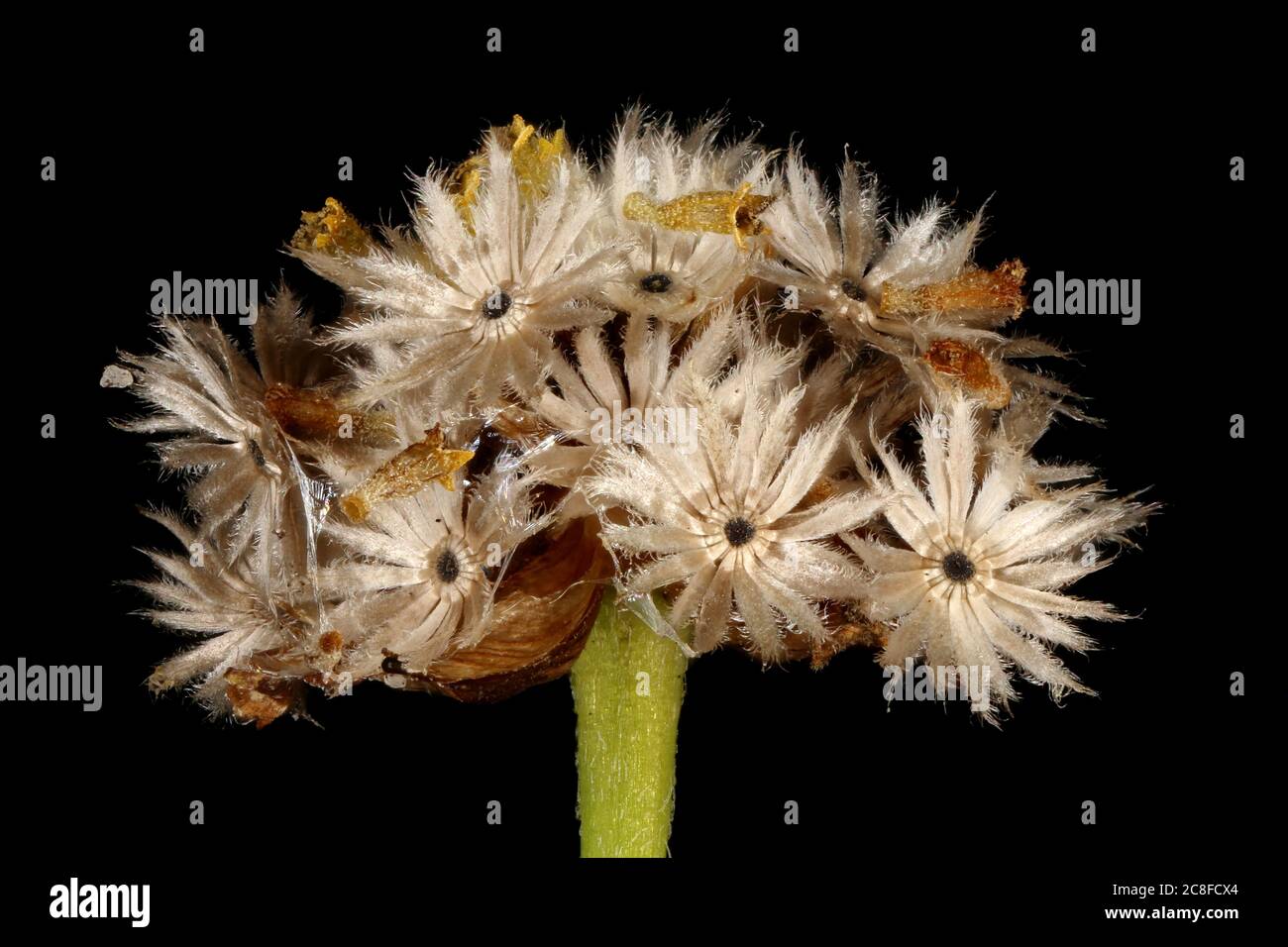 Soldado Galante (Galinsoga parviflora). Cierre capitulum fructificante Foto de stock