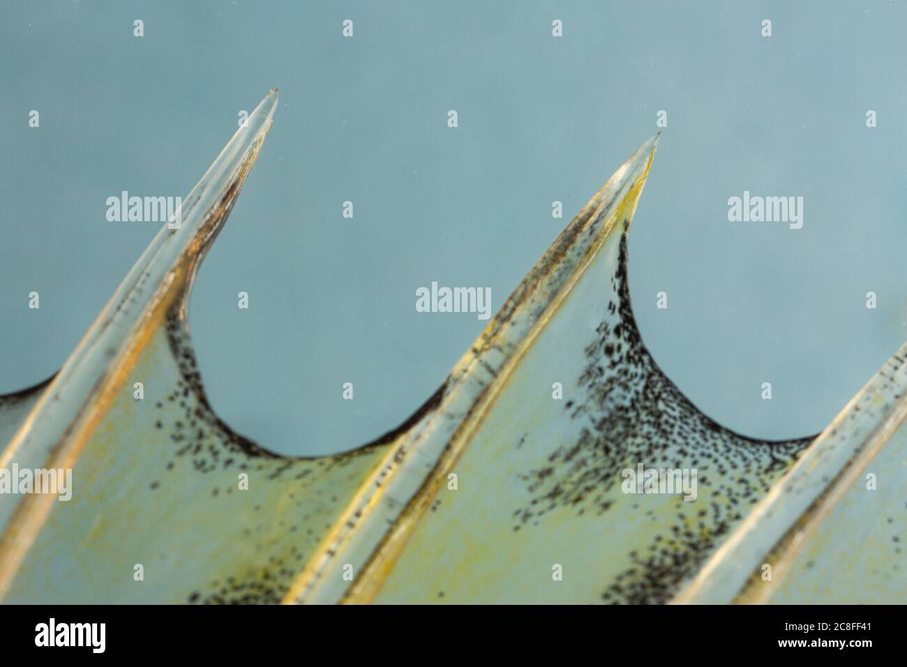 Ruffe de rayas, schraetzer, ruffe del Danubio (Gymnocephalus schraetzer, Gymnocephalus schraetser), rayos de la aleta dorsal, detalle, Alemania Foto de stock
