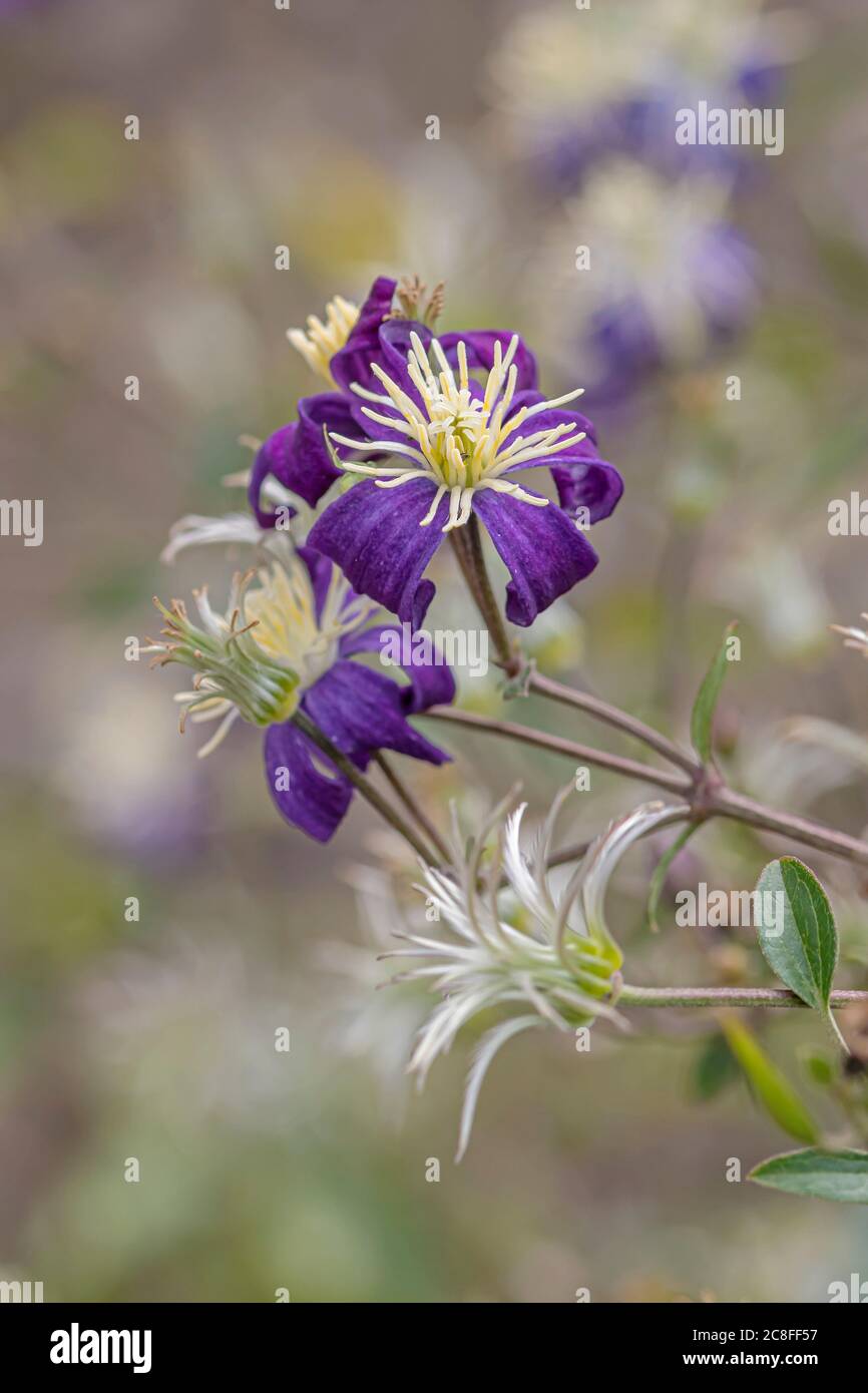 virgen-bower (Clematis x aromatica, Clematis 'aromatica', Clematis aromatica), flores Foto de stock